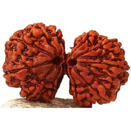 Gauri Shankar Rudraksha Original Certified 14 Mukhi Pendant ???? ???? ????????? ??? ??????? Natural Joint Shiv Parvati Rudraksha Gori Shankar Gowri Shankar Nepali Nepal Beads-image-1