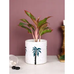 Aapno Rajasthan White & Green Ceramic Planter Pot - Set of 1-picture-39