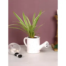 Aapno Rajasthan White Ceramic 'Watercan-Shaped' Planter Pot - Set of 1-picture-10