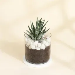 Adorable Haworthia Succulent With Glass Planter-picture-21