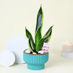 Adorable Snake Superba Plant with Green Vase-picture-18