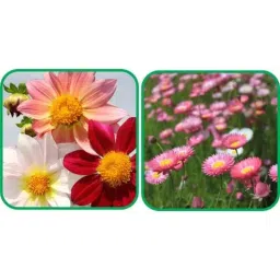 Aero Seeds 50 Pcs Mix Color Acroclinium &a; 50 Pcs Dahlia Top Star Flower Seeds Combo-picture-48