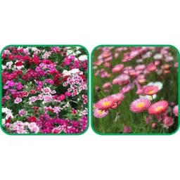 Aero Seeds 50 Pcs Mix Color Acroclinium &a; 50 Pcs Dianthus Flower Seeds Combo-picture-29
