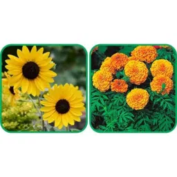 Aero Seeds 50 Pcs Mix Color African Marigold &a; 50 Pcs Sunflower Tall Flower Seeds Combo-picture-25