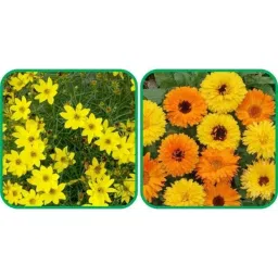 Aero Seeds 50 Pcs Mix Color Calendula &a; 50 Pcs Coreopsis Flower Seeds Combo-picture-31