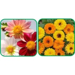 Aero Seeds 50 Pcs Mix Color Calendula &a; 50 Pcs Dahlia Top Star Flower Seeds Combo-picture-33