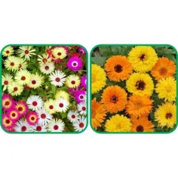 Aero Seeds 50 Pcs Mix Color Calendula &a; 50 Pcs Ice Flower Seeds Combo-picture-33