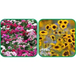 Aero Seeds 50 Pcs Mix Color Calliopsis (Tinctoria) &a; 50 Pcs Dianthus Flower Seeds Combo-picture-10