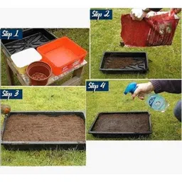 Aero Seeds 50 Pcs Mix Color Calliopsis (Tinctoria) &a; 50 Pcs Poppy Iceland Flower Seeds Combo image 4