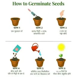 Aero Seeds 50 Pcs Mix Color Calliopsis (Tinctoria) &a; 50 Pcs Poppy Iceland Flower Seeds Combo image 3