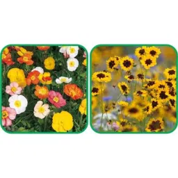 Aero Seeds 50 Pcs Mix Color Calliopsis (Tinctoria) &a; 50 Pcs Poppy Iceland Flower Seeds Combo image 1