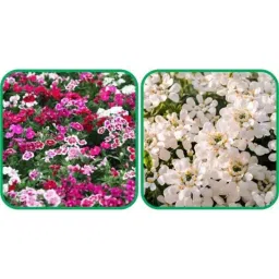 Aero Seeds 50 Pcs Mix Color Candytuft &a; 50 Pcs Dianthus Flower Seeds Combo-picture-29