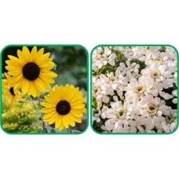 Aero Seeds 50 Pcs Mix Color Candytuft &a; 50 Pcs Sunflower Tall Flower Seeds Combo-picture-26