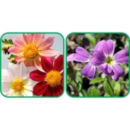 Aero Seeds 50 Pcs Mix Color Cheiranthus Maritimus &a; 50 Pcs Dahlia Top Star Flower Seeds Combo-picture-23