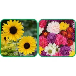 Aero Seeds 50 Pcs Mix Color Chrysanthemum &a; 50 Pcs Sunflower Tall Flower Seeds Combo-picture-28