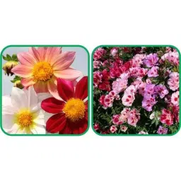 Aero Seeds 50 Pcs Mix Color Clarkia &a; 50 Pcs Dahlia Top Star Flower Seeds Combo-picture-21