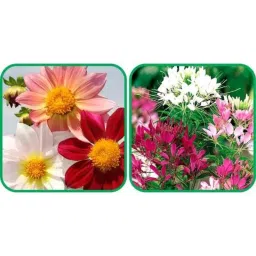 Aero Seeds 50 Pcs Mix Color Cleome Spinosa &a; 50 Pcs Dahlia Top Star Flower Seeds Combo-picture-31