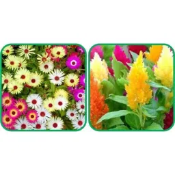 Aero Seeds 50 Pcs Mix Color Closia Pulmosa &a; 50 Pcs Ice Flower Seeds Combo-picture-25