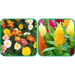 Aero Seeds 50 Pcs Mix Color Closia Pulmosa &a; 50 Pcs Poppy Iceland Flower Seeds Combo-picture-13