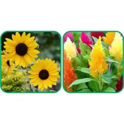 Aero Seeds 50 Pcs Mix Color Closia Pulmosa &a; 50 Pcs Sunflower Tall Flower Seeds Combo-picture-32