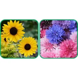 Aero Seeds 50 Pcs Mix Color Cornflower &a; 50 Pcs Sunflower Tall Flower Seeds Combo-picture-17