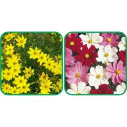 Aero Seeds 50 Pcs Mix Color Cosmos &a; 50 Pcs Coreopsis Flower Seeds Combo-picture-23