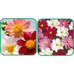 Aero Seeds 50 Pcs Mix Color Cosmos &a; 50 Pcs Dahlia Top Star Flower Seeds Combo-picture-32