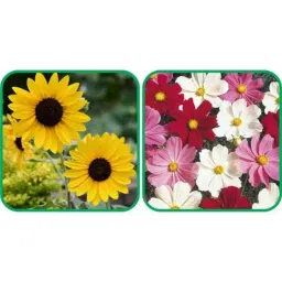 Aero Seeds 50 Pcs Mix Color Cosmos &a; 50 Pcs Sunflower Tall Flower Seeds Combo-picture-35