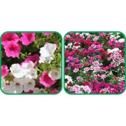 Aero Seeds 50 Pcs Mix Color Dianthus &a; 50 Pcs Petunia Flower Seeds Combo-picture-11