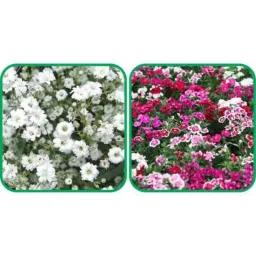 Aero Seeds 50 Pcs Mix Color Dianthus &a; 50 Pcs White Gypsophila Elegans Flower Seeds Combo-picture-14