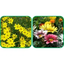 Aero Seeds 50 Pcs Mix Color Gaillardia Aristata &a; 50 Pcs Sunflower Tall Flower Seeds Combo-picture-15