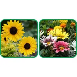 Aero Seeds 50 Pcs Mix Color Gazania &a; 50 Pcs Poppy Iceland Flower Seeds Combo-picture-18