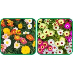 Aero Seeds 50 Pcs Mix Color Ice Flower &a; 50 Pcs Dahlia Top Star Flower Seeds Combo-picture-22