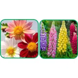 Aero Seeds 50 Pcs Mix Color Lupin &a; 50 Pcs Coreopsis Flower Seeds Combo-picture-21