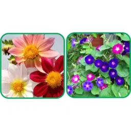 Aero Seeds 50 Pcs Mix Color Morning Glory &a; 50 Pcs Coreopsis Flower Seeds Combo-picture-17