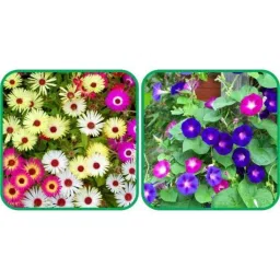 Aero Seeds 50 Pcs Mix Color Morning Glory &a; 50 Pcs Dianthus Flower Seeds Combo-picture-19
