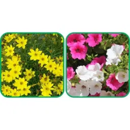 Aero Seeds 50 Pcs Mix Color Morning Glory &a; 50 Pcs Sunflower Tall Flower Seeds Combo-picture-27