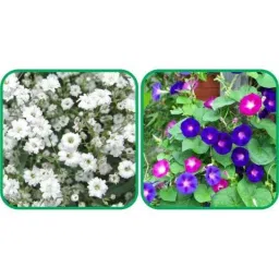 Aero Seeds 50 Pcs Mix Color Morning Glory &a; 50 Pcs White Gypsophila Elegans Flower Seeds Combo-picture-34