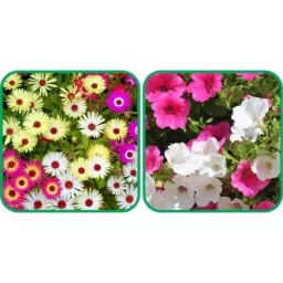 Aero Seeds 50 Pcs Mix Color Petunia &a; 50 Pcs Dahlia Top Star Flower Seeds Combo-picture-20