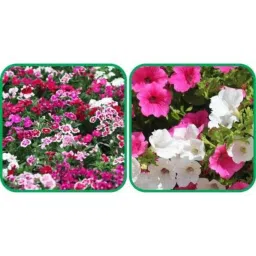 Aero Seeds 50 Pcs Mix Color Petunia &a; 50 Pcs Dianthus Flower Seeds Combo-picture-44