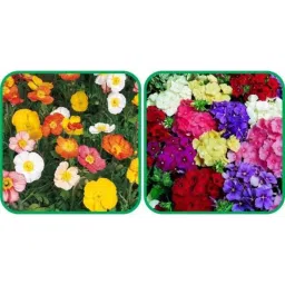 Aero Seeds 50 Pcs Mix Color Philox &a; 50 Pcs Ice Flower Seeds Combo-picture-43