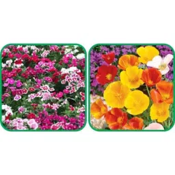 Aero Seeds 50 Pcs Mix Color Poppy California &a; 50 Pcs Dahlia Top Star Flower Seeds Combo-picture-38