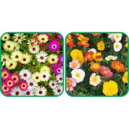 Aero Seeds 50 Pcs Mix Color Poppy Iceland &a; 50 Pcs Dahlia Top Star Flower Seeds Combo-picture-26