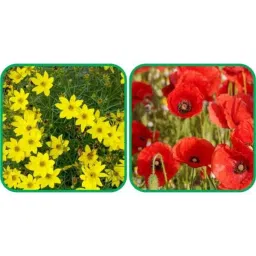 Aero Seeds 50 Pcs Mix Color Poppy Iceland &a; 50 Pcs Sunflower Tall Flower Seeds Combo-picture-12