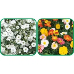 Aero Seeds 50 Pcs Mix Color Poppy Iceland &a; 50 Pcs White Gypsophila Elegans Flower Seeds Combo-picture-40