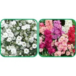 Aero Seeds 50 Pcs Mix Color Stock &a; 50 Pcs White Gypsophila Elegans Flower Seeds Combo-picture-13