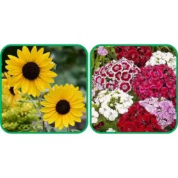 Aero Seeds 50 Pcs Mix Color Sweet William &a; 50 Pcs Poppy Iceland Flower Seeds Combo-picture-24