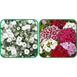 Aero Seeds 50 Pcs Mix Color Sweet William &a; 50 Pcs White Gypsophila Elegans Flower Seeds Combo-picture-36