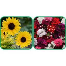 Aero Seeds 50 Pcs Mix Color Verbena &a; 50 Pcs Poppy Iceland Flower Seeds Combo-picture-16