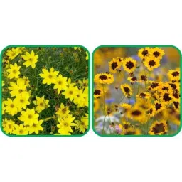 Aero Seeds 50 Pcs Mix Colour Calliopsis (Tinctoria) &a; 50 Pcs Coreopsis Flower Seeds Combo-picture-11